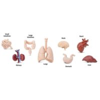 realistlikud organid inimorganid minifiguurid komplekt maks kops süda bioloogia