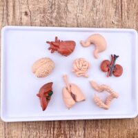 realistlikud organid inimorganid minifiguurid komplekt maks kops süda bioloogia