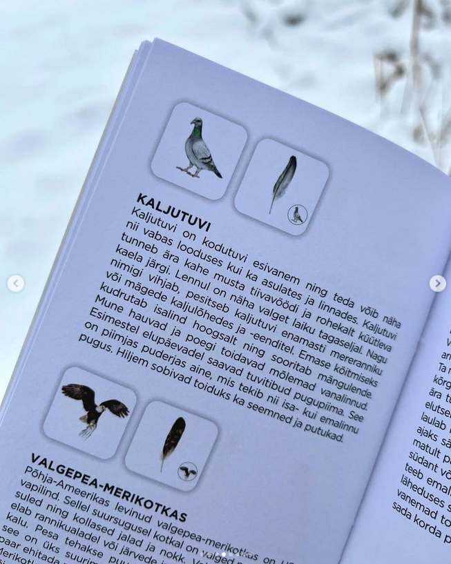 realistlik lindude memoriin lauamäng lastele linnuraamat mis lind on