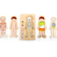 Anatoomiline pusle poisist