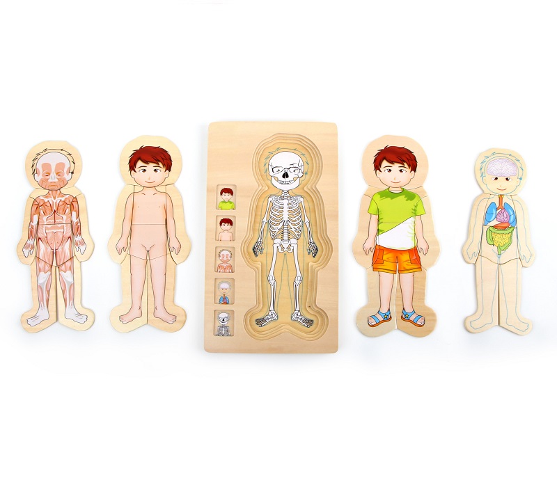 Anatoomiline pusle poisist