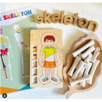 Poisist anatoomiline pusle