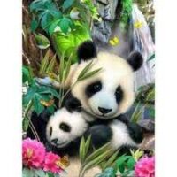 40×50 pandad 40×50 pandad