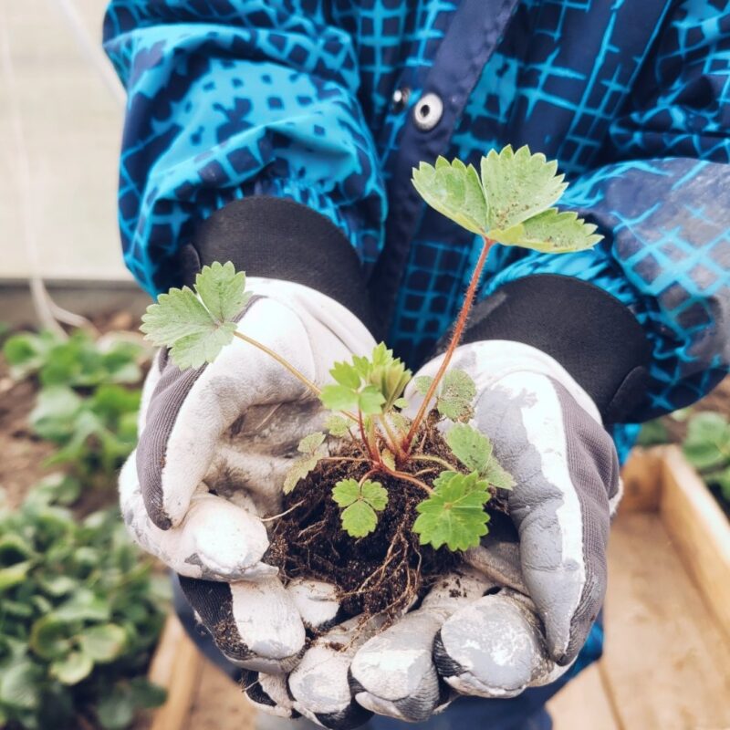 Krõpsrandmega kitsenahast töökindad lastele