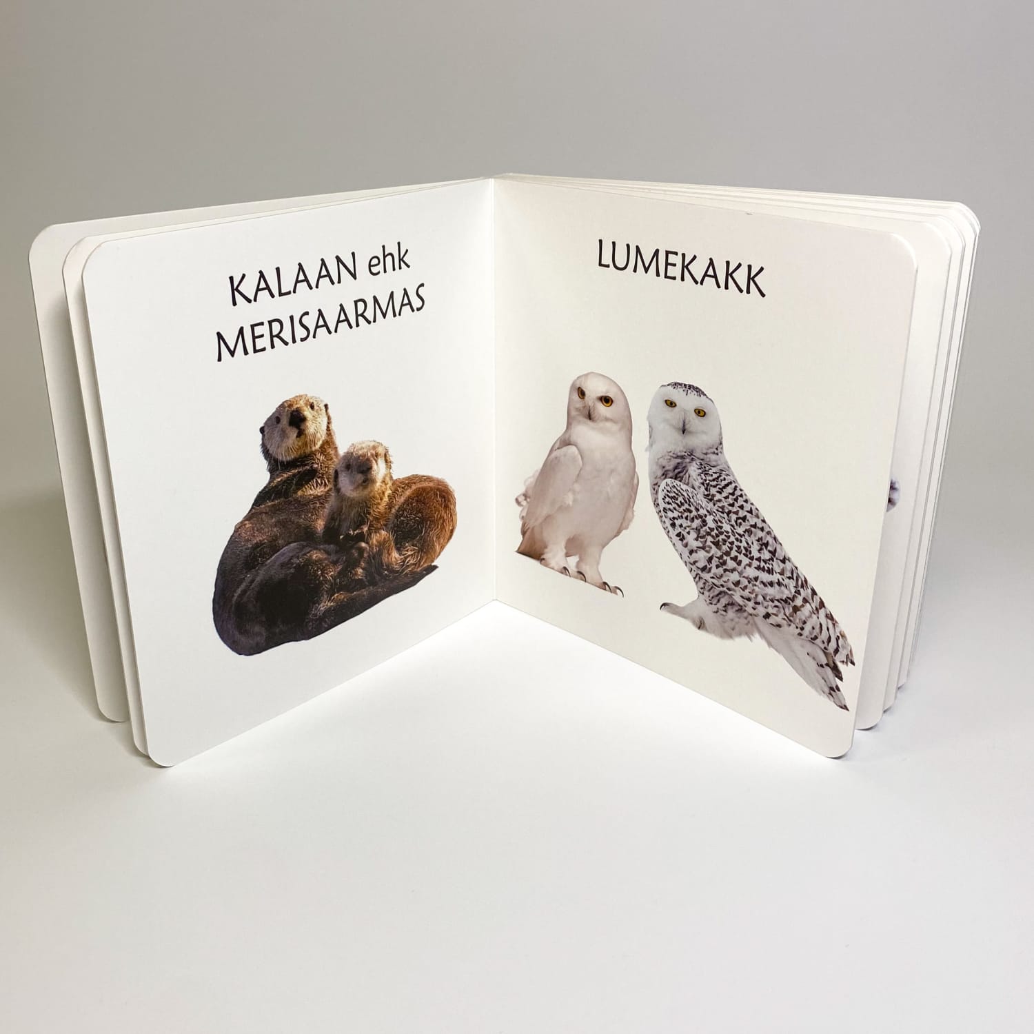 polaaralade loomadega realistlik raamat