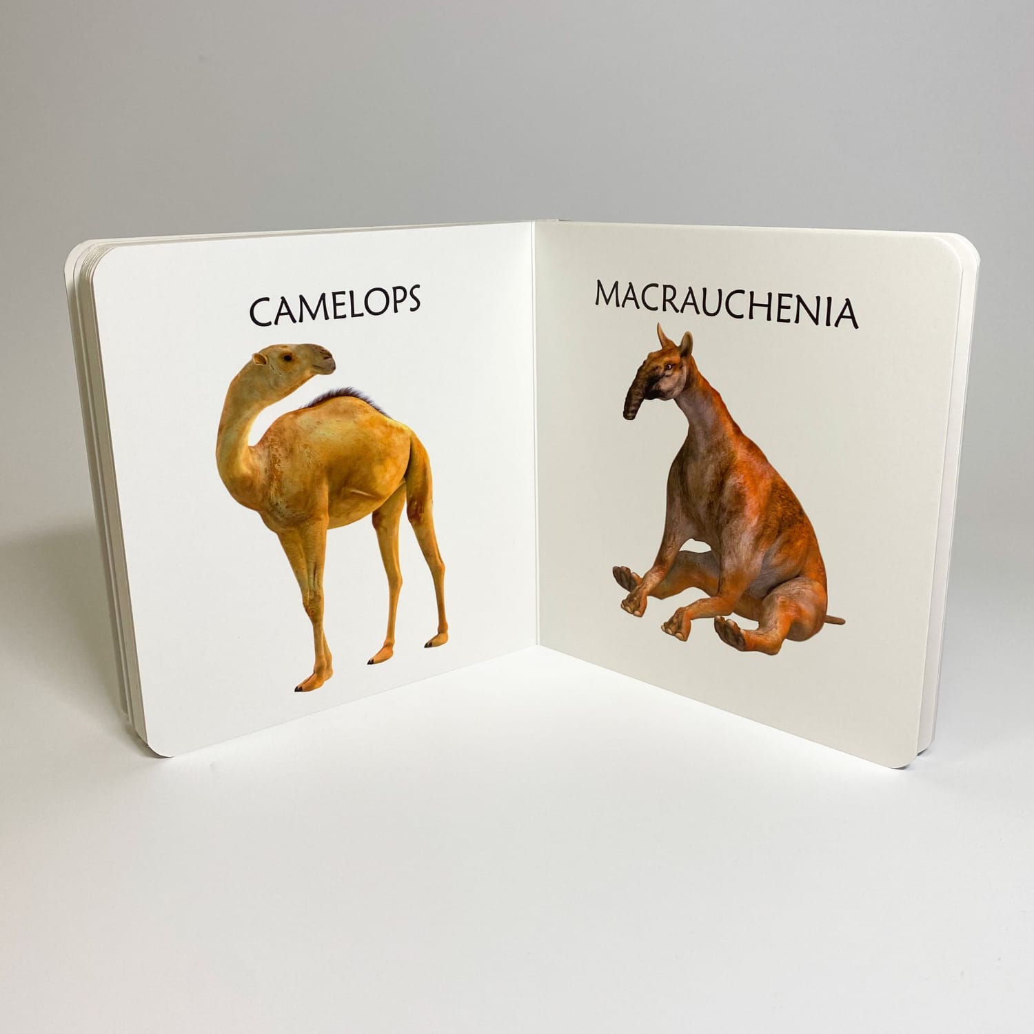 ürgloomadest realistlik raamat