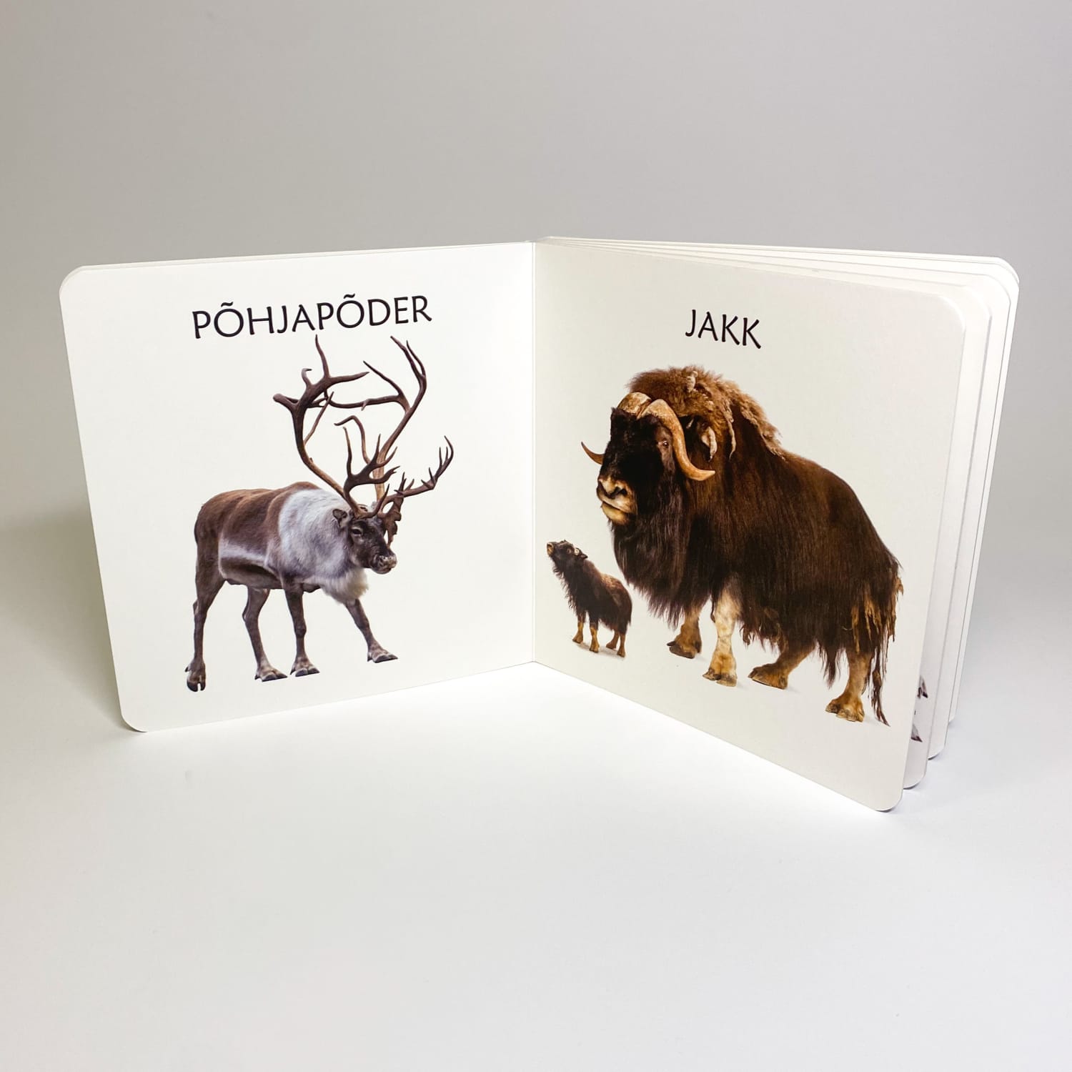 polaaralade loomadega realistlik raamat