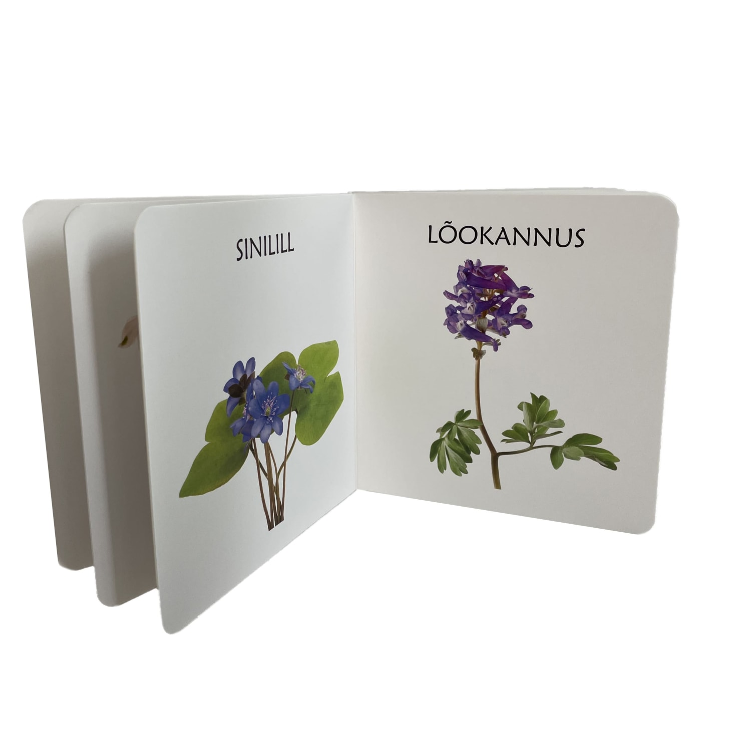 kevadlilledest realistlike fotodega raamat