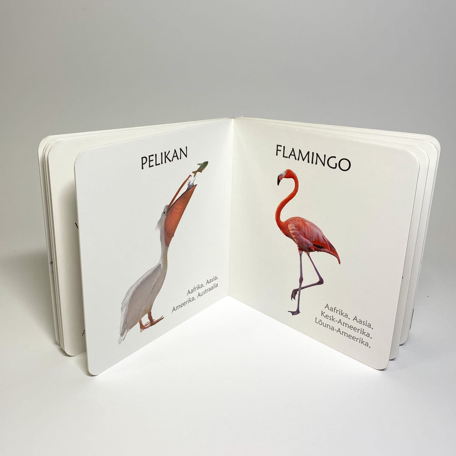 Eksootilistest lindudes realistlike piltidega raamat