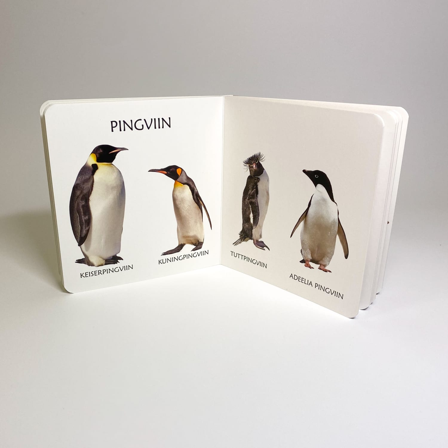 polaaralade loomadega realistlik raamat