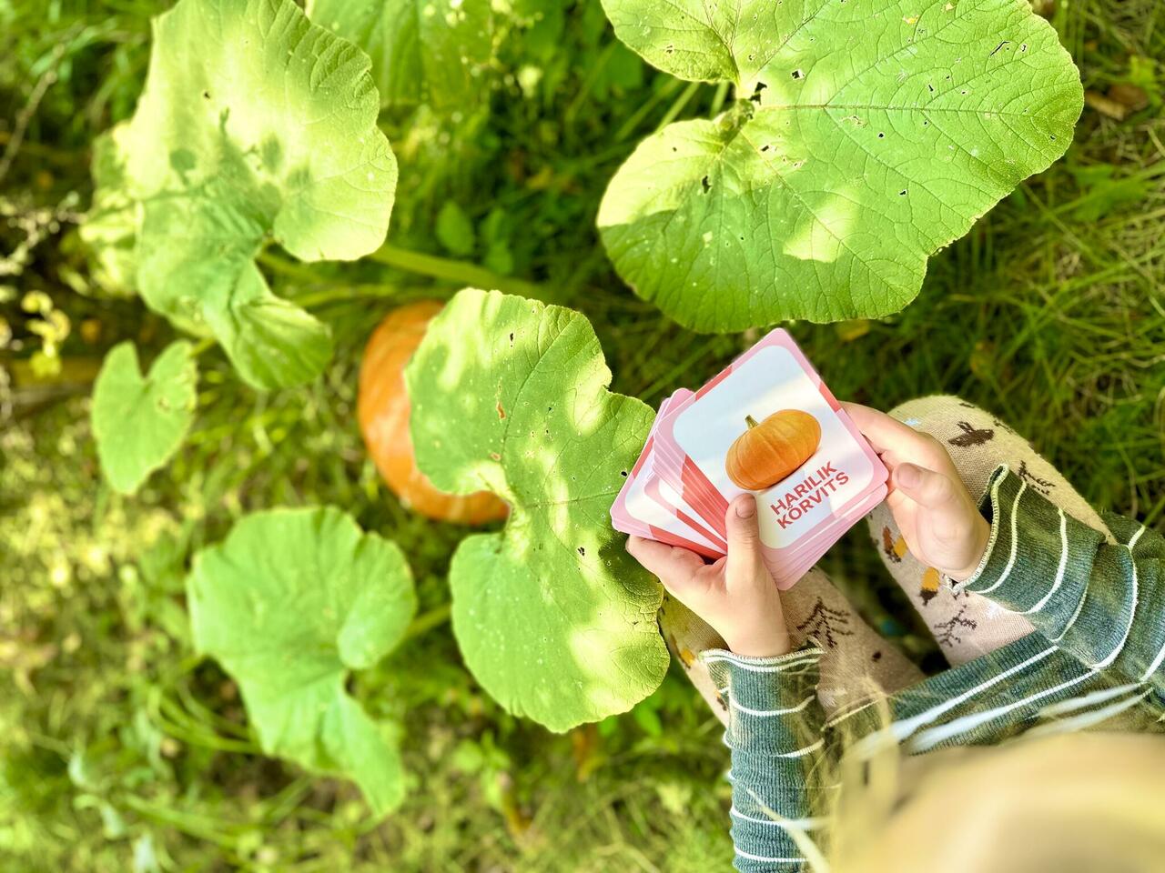 õppekaardid Eesti köögiviljad juurviljad realistlikud pildid