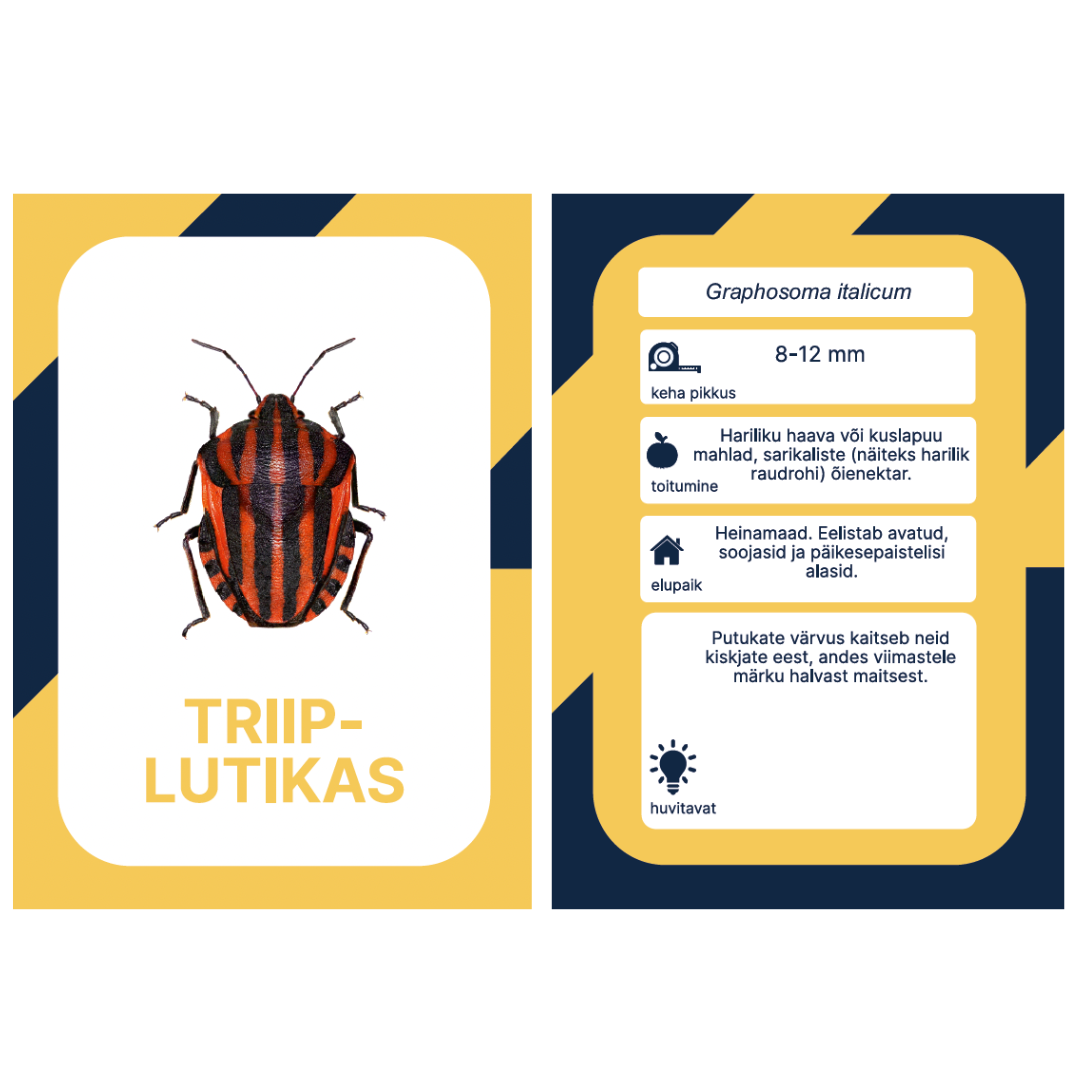 õppekaardid tegevuskaardid Eesti putukad putukakaardid õpime loodust