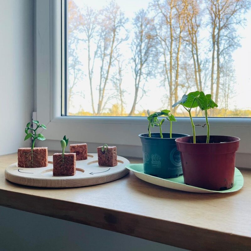 Taime kasvutsükkel - minifiguuride komplekt