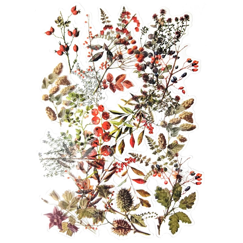 taimekleepsud taimed oksad kõrred realistlikud kleepsud botaanika bioloogia metsalilled metstaimed kleepekad kleebised