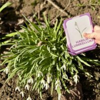 nupu õppekaardid eesti niidulilled metsalilled metsataimed kevadlilled loomakaardid lillekaardid loodusõpetus õppematerjalid nupu õppekaardid eesti niidulilled metsalilled metsataimed kevadlilled loomakaardid lillekaardid loodusõpetus õppematerjalid