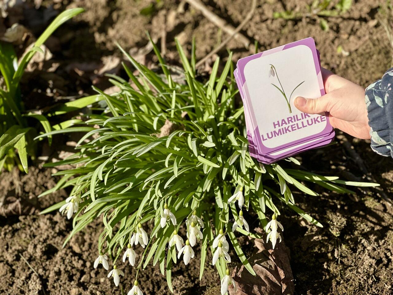 nupu õppekaardid eesti niidulilled metsalilled metsataimed kevadlilled loomakaardid lillekaardid loodusõpetus õppematerjalid