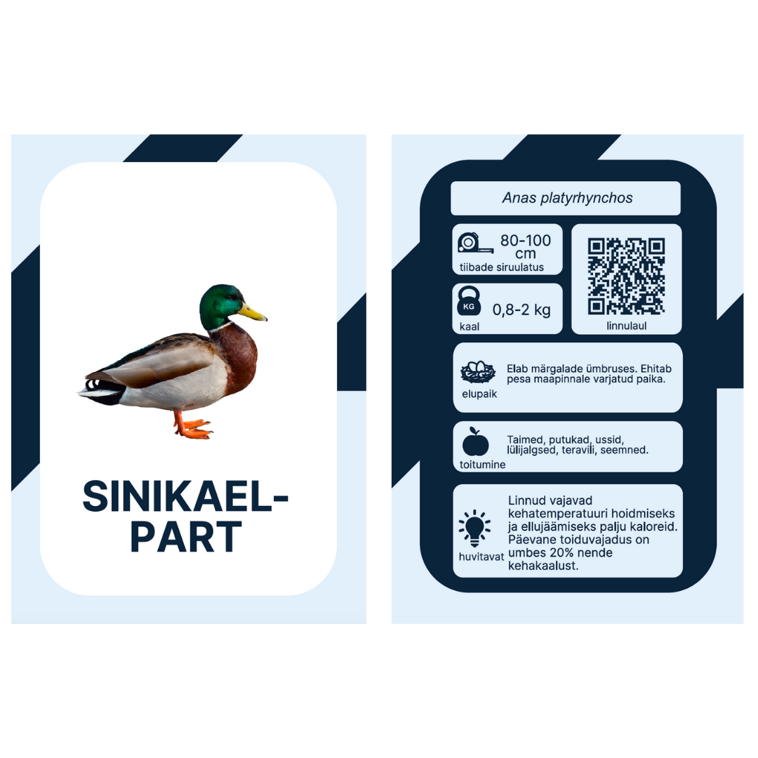 nupu õppekaardid lind eesti linnud loomakaardid linnukaardid loodusõpetus õppematerjalid