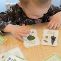 nupu õppekaardid eesti taimed puud loomakaardid puukaardid loodusõpetus õppematerjalid nupu õppekaardid eesti taimed puud loomakaardid puukaardid loodusõpetus õppematerjalid