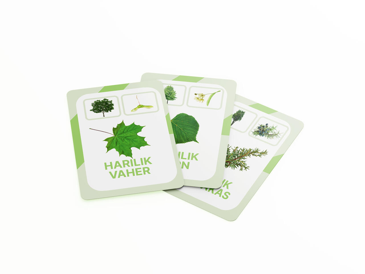 nupu õppekaardid eesti taimed puud loomakaardid puukaardid loodusõpetus õppematerjalid