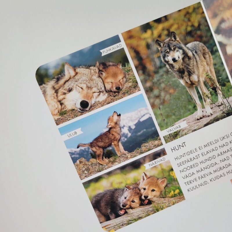 Realistlike fotodega raamat "Minu armsad metsloomad"