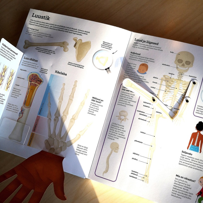 60 liikuvat klappi ja detaili inimkeha uurimiseks klapiraamatus "Avasta inimkeha" – ideaalne õppimiseks ja mängimiseks.