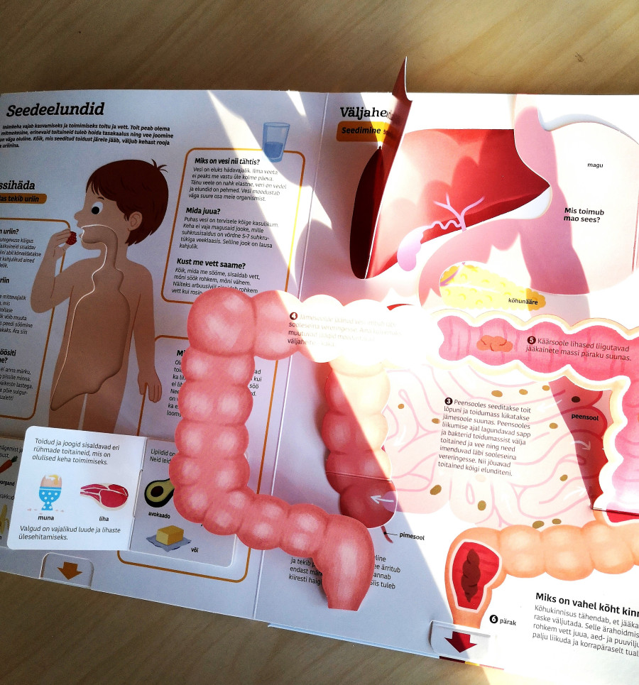 60 liikuvat klappi ja detaili inimkeha uurimiseks klapiraamatus "Avasta inimkeha" – ideaalne õppimiseks ja mängimiseks.