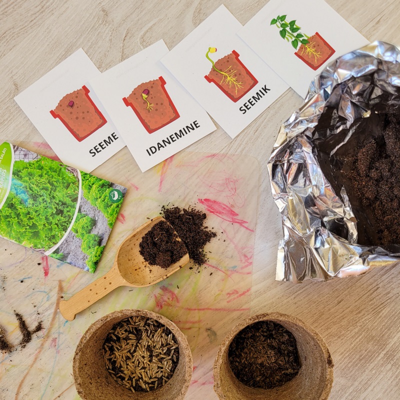 Tasuta õppekaardid - taime elutsükkel - www.lapseheaks.ee