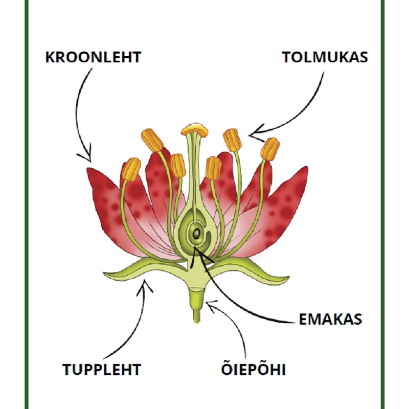 Tasuta plakat - lilleõis- www.lapseheaks.ee