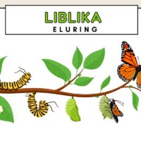 Tasuta plakat allalaadimiseks liblika eluring