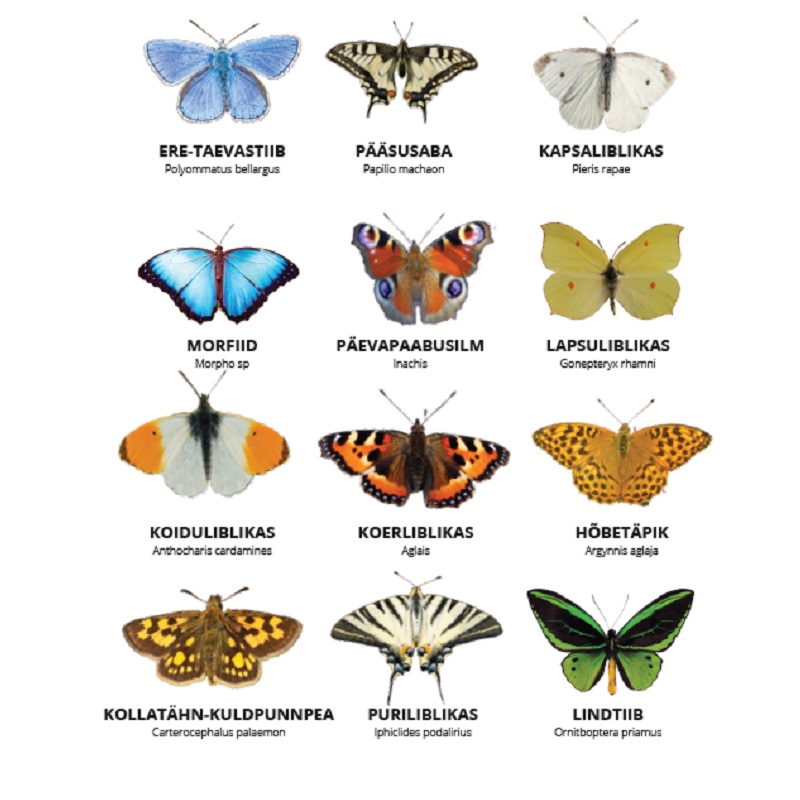 Tasuta plakat - liblikad - www.lapseheaks.ee