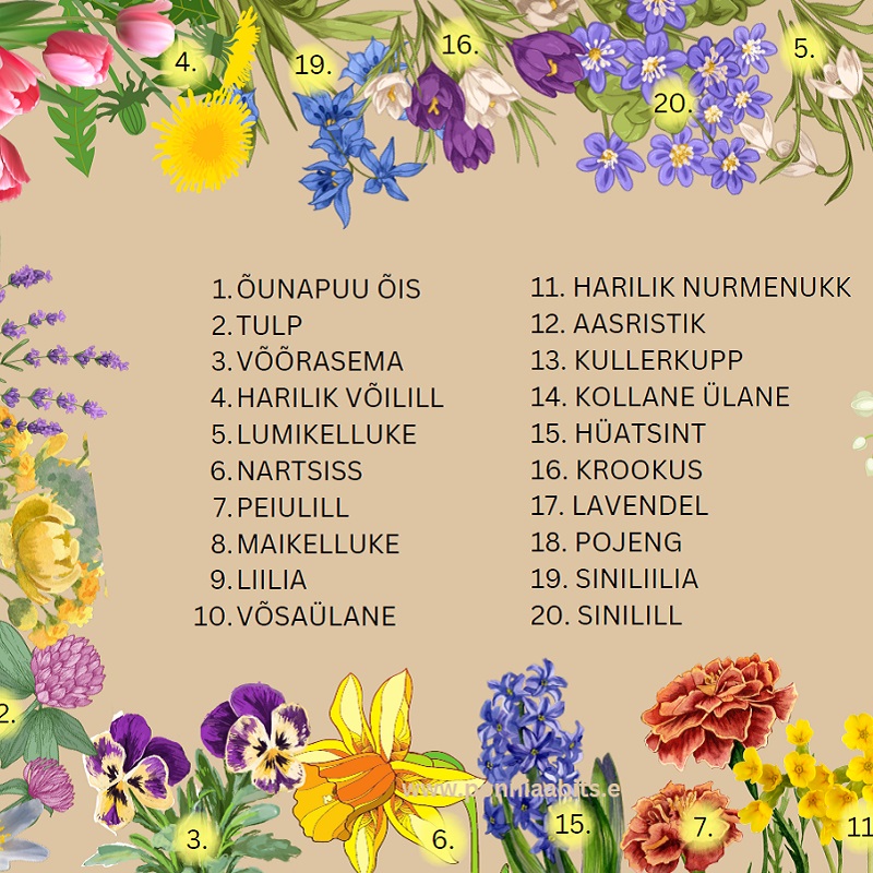 Tasuta plakat - lilled ja õie ehitus - www.lapseheaks.ee