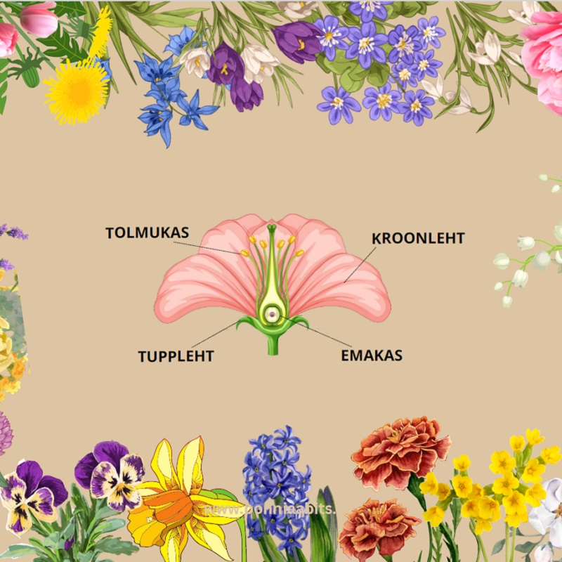 Tasuta plakat - lilled ja õie ehitus - www.lapseheaks.ee