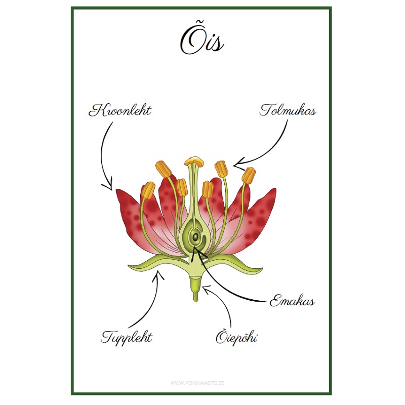 Tasuta plakat - lilleõis- www.lapseheaks.ee