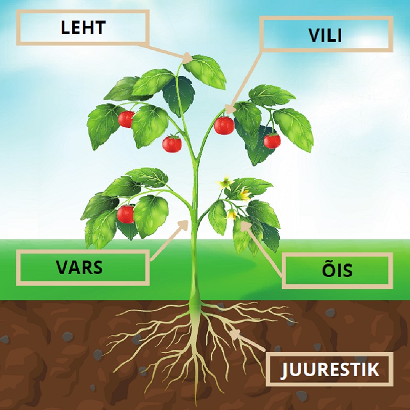 Tasuta plakat - tomatitaim - www.lapseheaks.ee