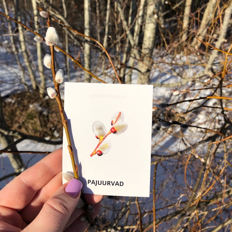 Tasuta õppekaardid - kevade tunnusmärgid - www.lapseheaks.ee