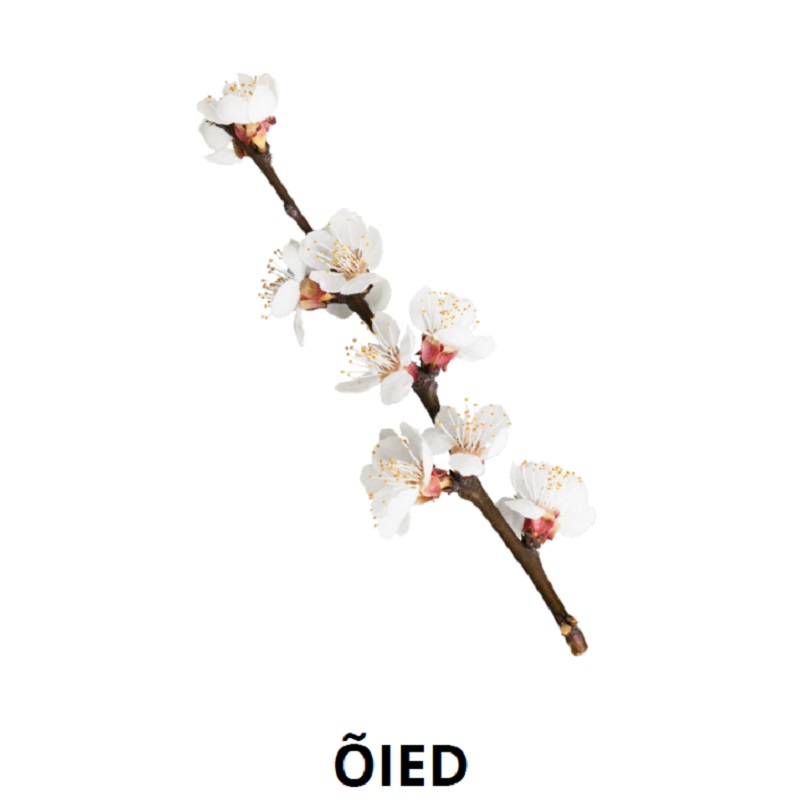 Tasuta õppekaardid - kevade tunnusmärgid - www.lapseheaks.ee