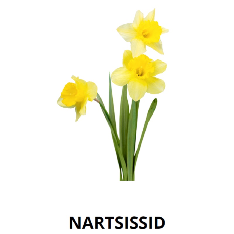 Tasuta õppekaardid - kevade tunnusmärgid - www.lapseheaks.ee