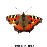 Tasuta õppekaardid - Liblikad - www.lapseheaks.ee