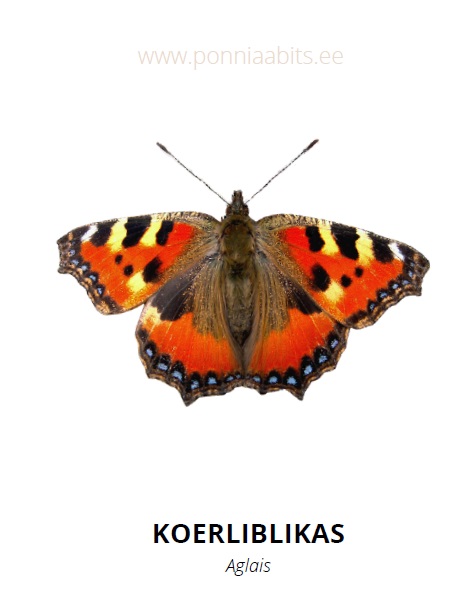 Tasuta õppekaardid - Liblikad - www.lapseheaks.ee