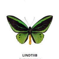 Tasuta õppekaardid - Liblikad - www.lapseheaks.ee