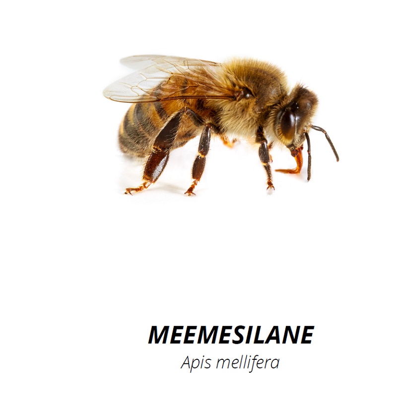 Tasuta õppekaardid - putukad - www.lapseheaks.ee