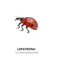 Tasuta õppekaardid - putukad - www.lapseheaks.ee