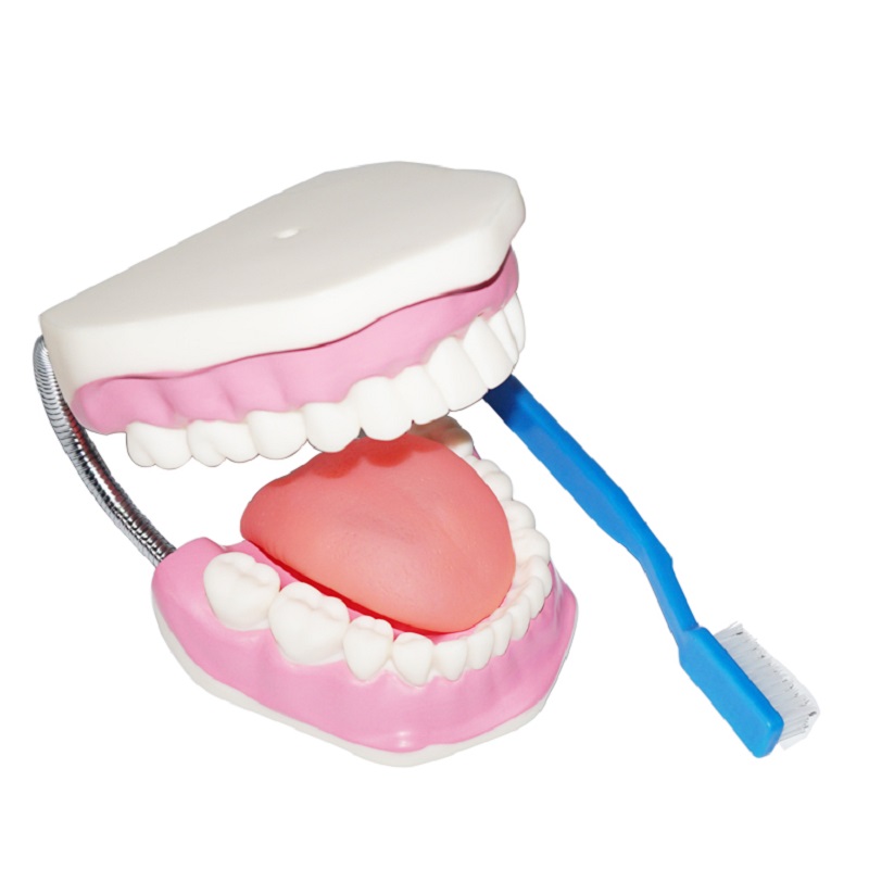 Realistlik 3D inimese suu anatoomiline mudel koos hambaharjaga