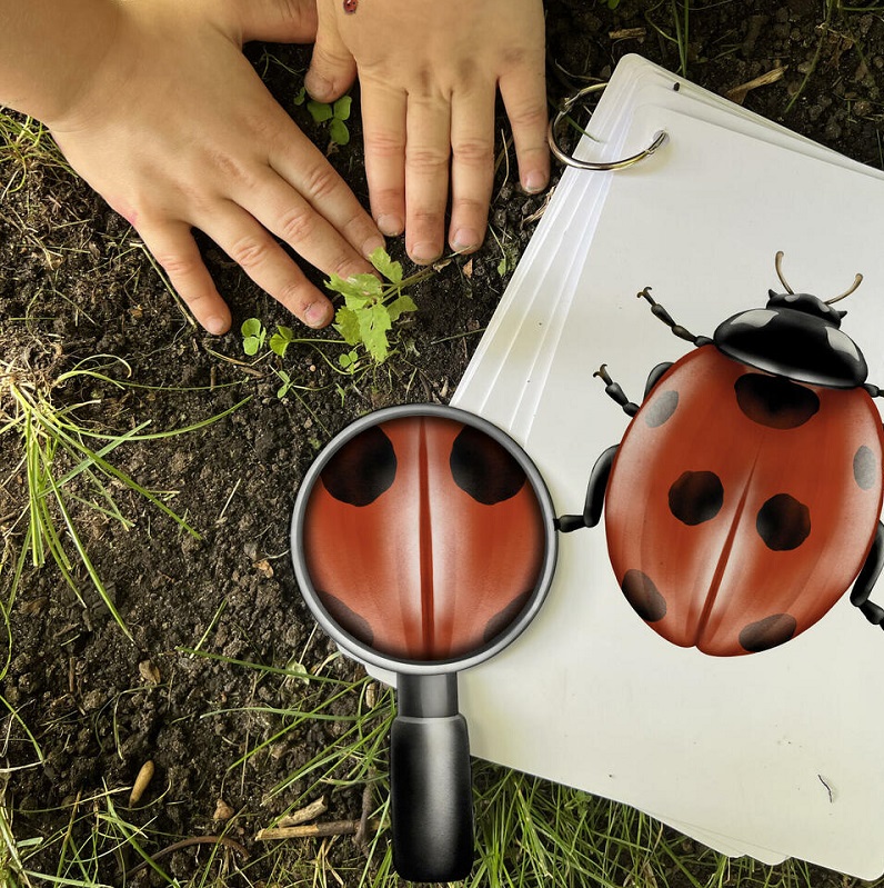 Putukakaardid „Avastan. Õpin. Oskan“ – Eesti putukaliikide õppekaardid