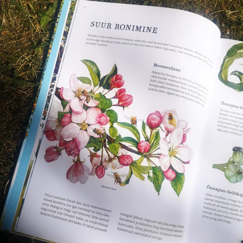 Looduse raamat lastele – õunapuu kasv ja aastaaegade muutus