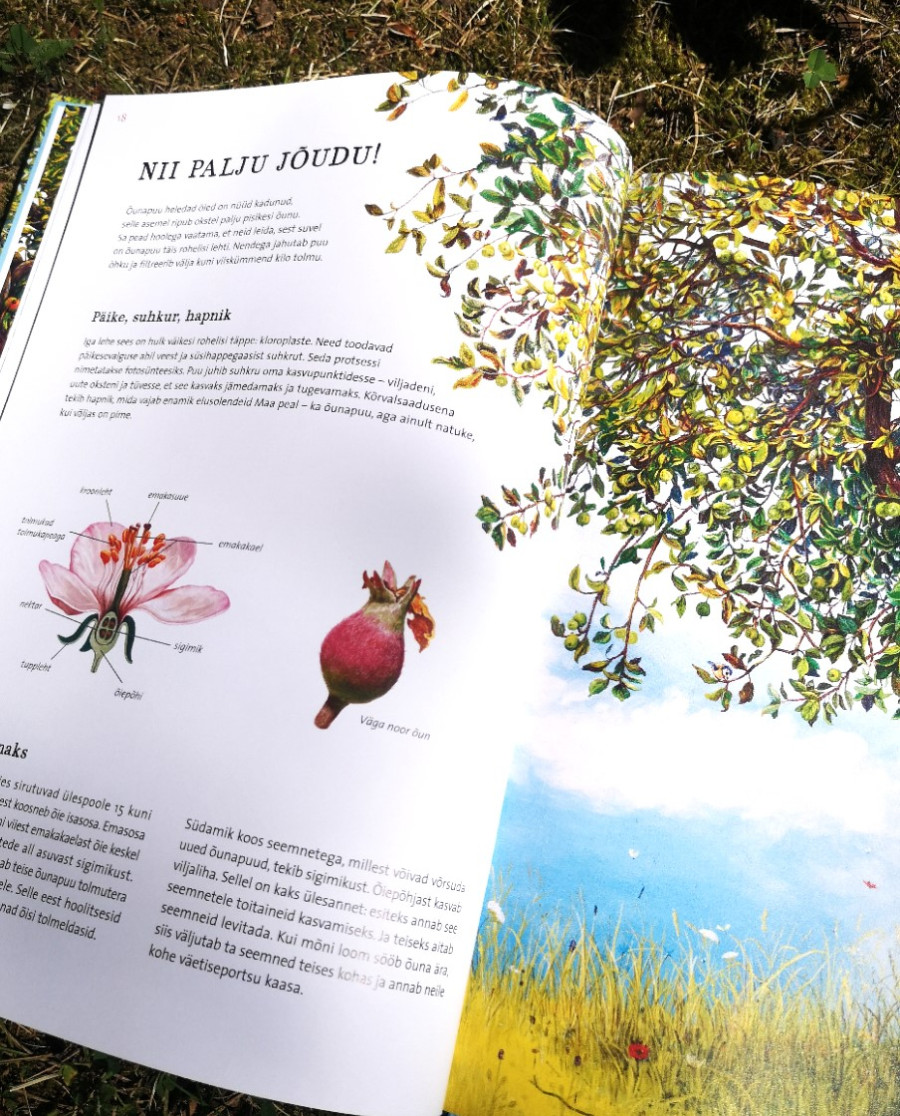 Looduse raamat lastele – õunapuu kasv ja aastaaegade muutus