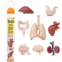 realistlikud organid inimorganid minifiguurid komplekt maks kops süda bioloogia