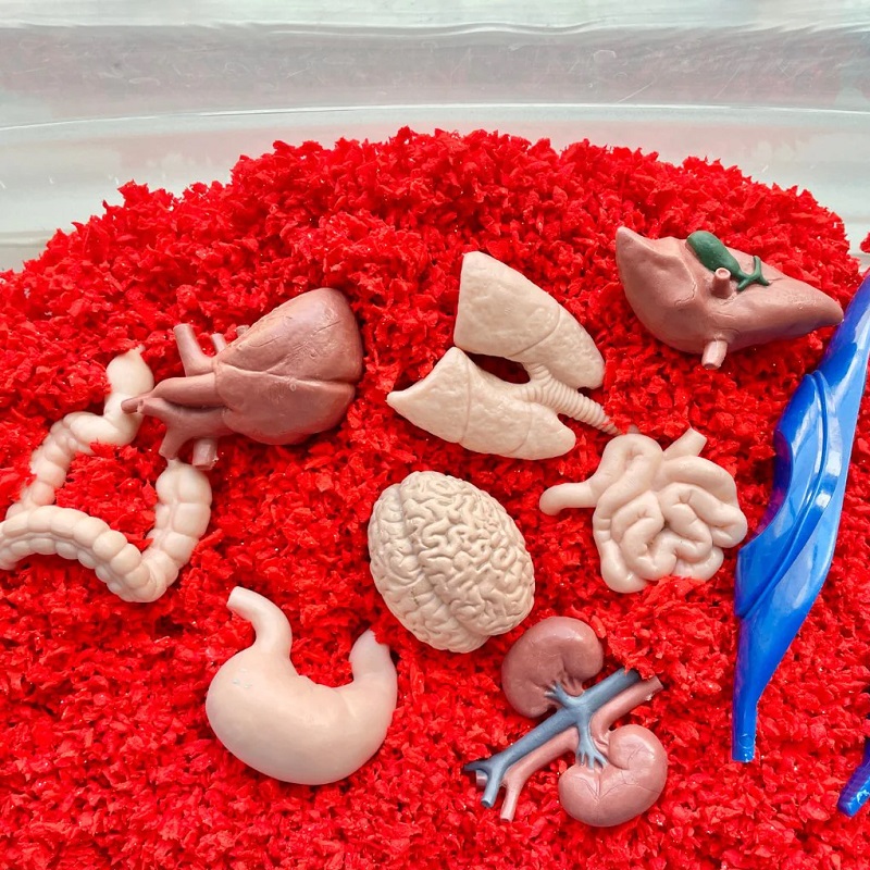realistlikud organid inimorganid minifiguurid komplekt maks kops süda bioloogia