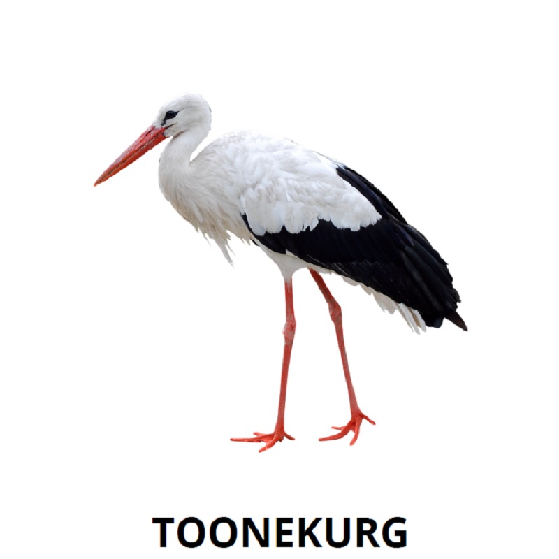 Tasuta õppekaardid - kevade tunnusmärgid - www.lapseheaks.ee