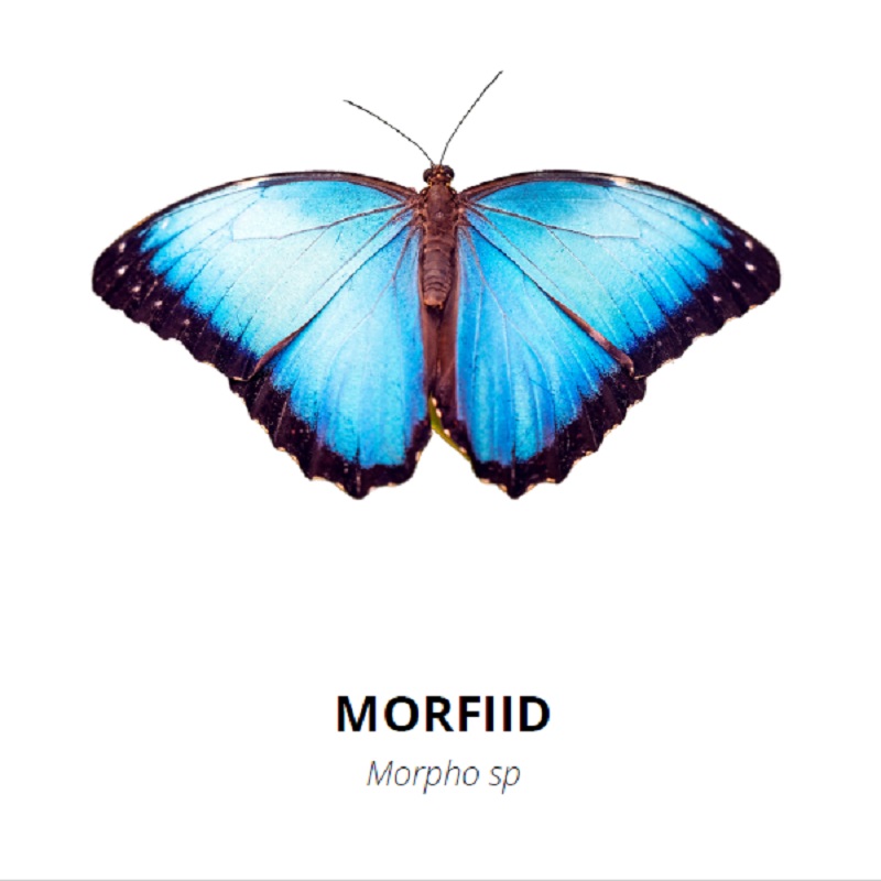 Tasuta õppekaardid - Liblikad - www.lapseheaks.ee